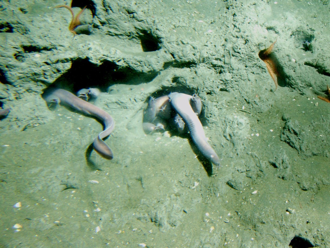 Eptatretus stoutii (Lockington, 1878)